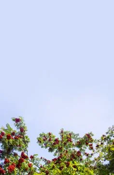 A branches of rowan with red berries background blue sky banner. Autumn and Stock Photos