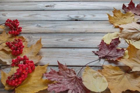 Branches of rowan tree and dry autumn leaves are lying on a wooden desk. Stock Photos