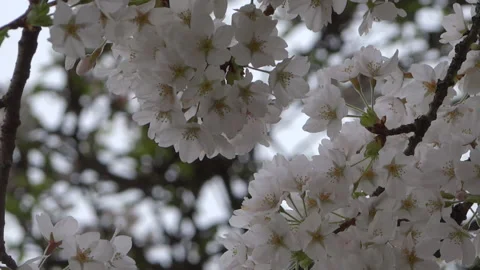 Branches Of Sakura Blossoms - Close Up 動画素材 152681285