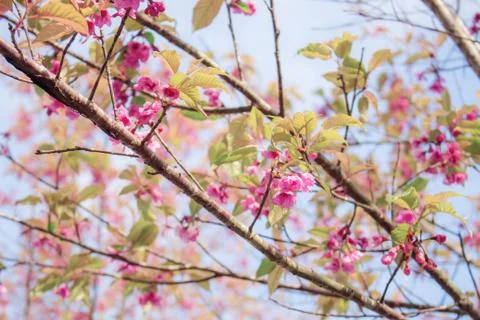 Branches of sakura with blue sky. Stock Photos