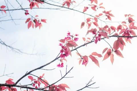 Branches of sakura at sky. Stock Photos