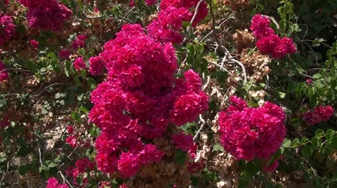 Branches scarlet red flowers Video stock 39717868