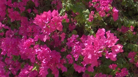 Branches scarlet red flowers Video stock 39718271
