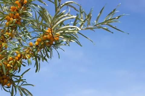 Branches of seabuckthorn Stock Photos
