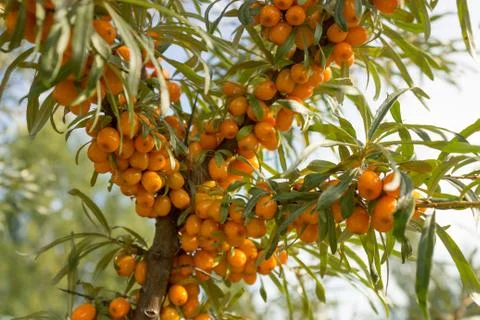 Branches of seabuckthorn Stock Photos