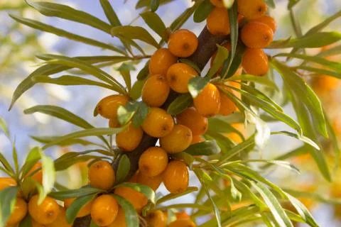 Branches of seabuckthorn Stock Photos