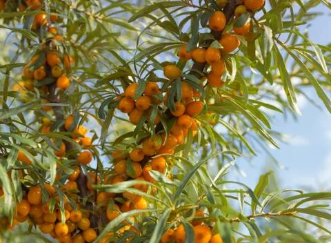 Branches of seabuckthorn Stock Photos