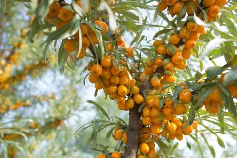 Branches of seabuckthorn Stock Photos