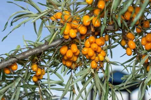 Branches of seabuckthorn Stock Photos