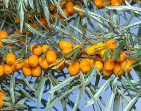 Branches of seabuckthorn Stock Photos