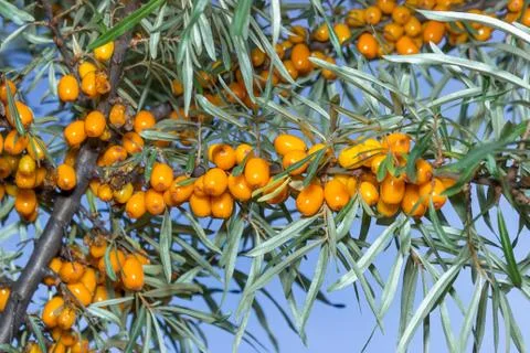 Branches of seabuckthorn Stock Photos