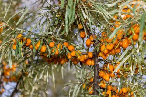 Branches of seabuckthorn Stock Photos