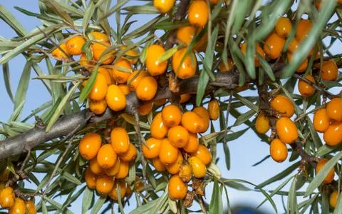 Branches of seabuckthorn Stock Photos