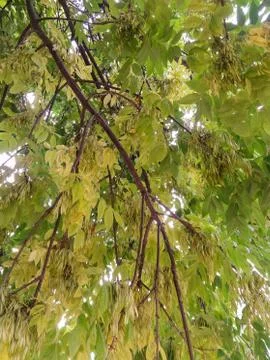 Branches with seeds. Stock Photos