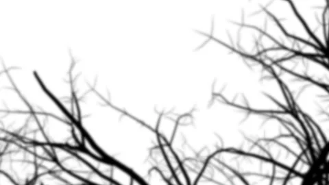 Branches shadow Overlay Stock Footage 231354512