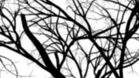 Branches shadow Overlay Stock Footage 231354560