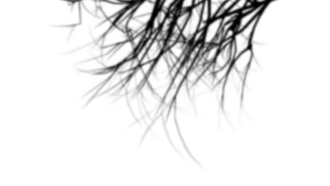 Branches shadow Overlay Stock Footage 231354749