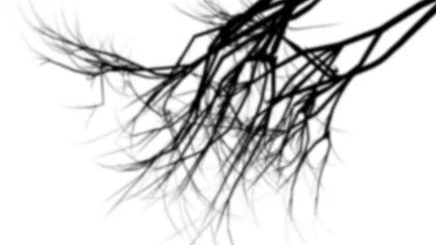 Branches shadow Overlay Stock Footage 231354851