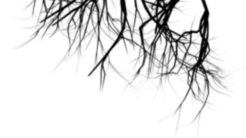 Branches shadow Overlay Stock Footage 231355098