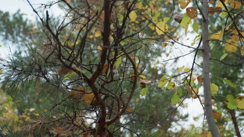 Branches shake vigorously in wind, Swaying branches in wind disperse seeds into Stock Footage 327981742