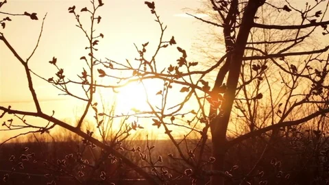 Branches shake on wind. Beautiful sunset background Video stock 76011562