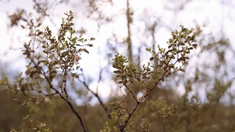 Branches in Shallow Focus Stock Footage 111350153