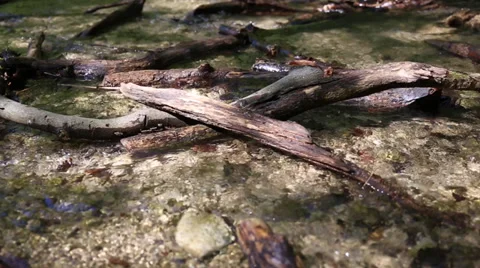 Branches in a shallow riverbed. 스톡 동영상 37904287