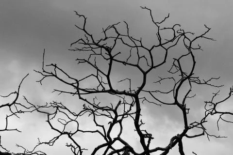Branches shape of dead tree Stock Photos