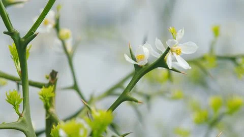Branches With Sharp Needles Spines Prickles. Bitter Orange Or Trifoliate Orange Stockfoto's