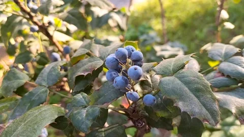 Branches of a shrub with dark violet berries sway in the wind. The focus ch.. Stock Footage 264032043
