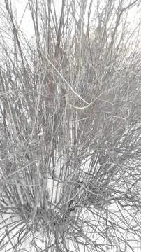 Branches Shrub Von Snow Foto stock