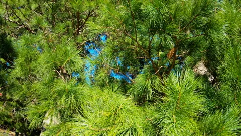 Branches of the Siberian pine cedar Stock Footage 91546223