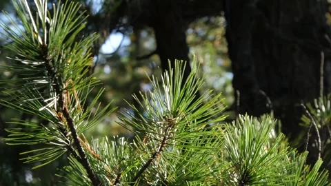 A branches of a Siberian pine sways on the breeze. Stock Footage 294627130