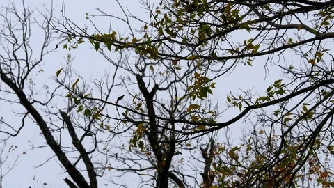Branches Silhouette 1 Stock Footage 83114463