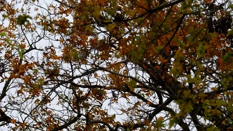 Branches Silhouette 10 Stock Footage 83105494