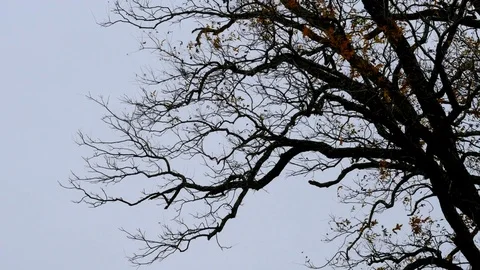 Branches Silhouette 11 Stock Footage 83105471