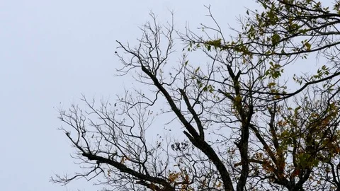 Branches Silhouette 2 Stock Footage 83114456