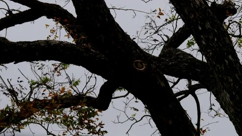 Branches Silhouette 3 Stock Footage 83110498