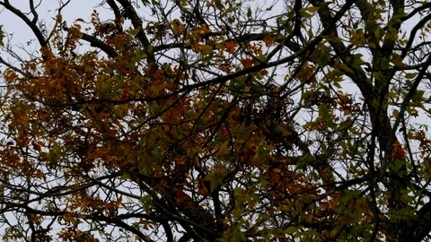 Branches Silhouette 4 Stock Footage 83110439