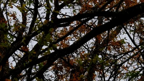 Branches Silhouette 5 Stock Footage 83110356