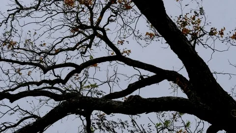 Branches Silhouette 5 Stock Footage 83110369