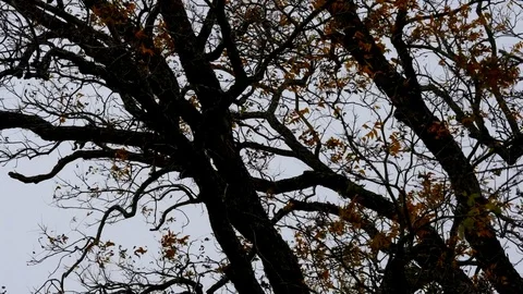 Branches Silhouette 6 Stock Footage 83110327