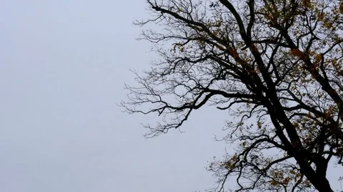 Branches Silhouette 8 Stock Footage 83105503