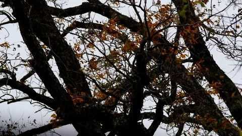 Branches Silhouette 9 Stock Footage 83105496