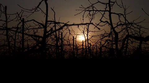 Branches silhouette, rows of apple trees at sunset. Panning 4K 库存影片 330668940