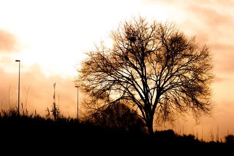Branches in silhouette of a tree in winter Stock Photos