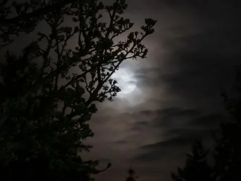 Branches silhouetted in the foreground of the moon Stock Photos