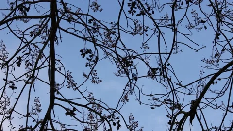Branches silhouettes in spring against a blue sky 4k 30fps video Stock Footage 234994500