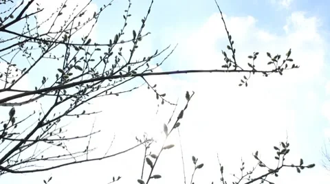 Branches silouette Stockbeeldmateriaal 8649051