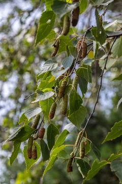 Branches of a silver birch tree are adorned with green leaves and catkins set Stock-Fotos